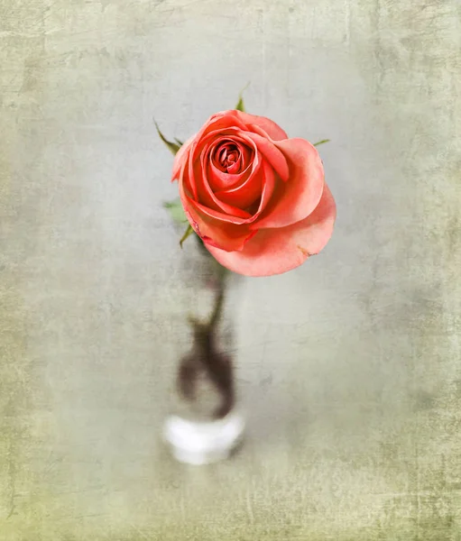 Rose rose dans un vase en verre — Photo