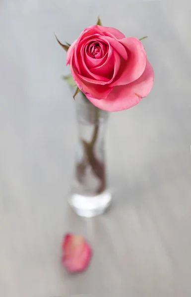 Розовая роза в стеклянной вазе — стоковое фото
