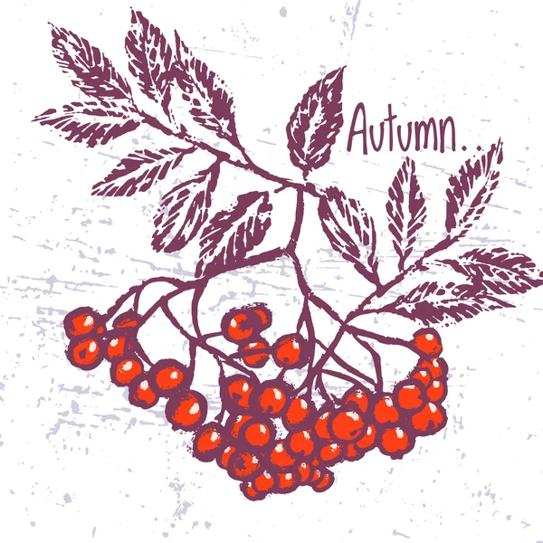 Rowanberry 잉크 손으로 그려진된 벡터 카드 — 스톡 벡터