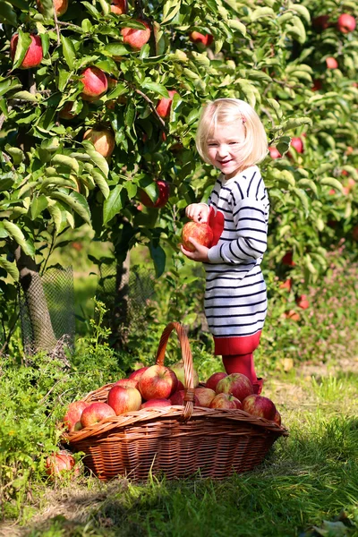 Ragazza bambino raccogliendo mele dagli alberi nel frutteto — Foto Stock