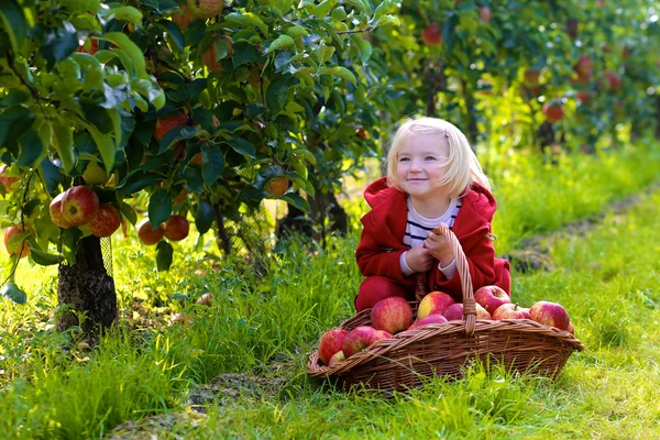 Småbarn flicka plocka äpplen från träden i fruktträdgården — Stockfoto