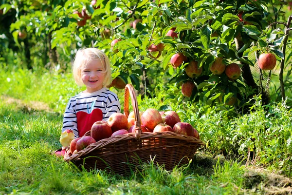 幼儿女孩从果园的树上摘苹果 — 图库照片