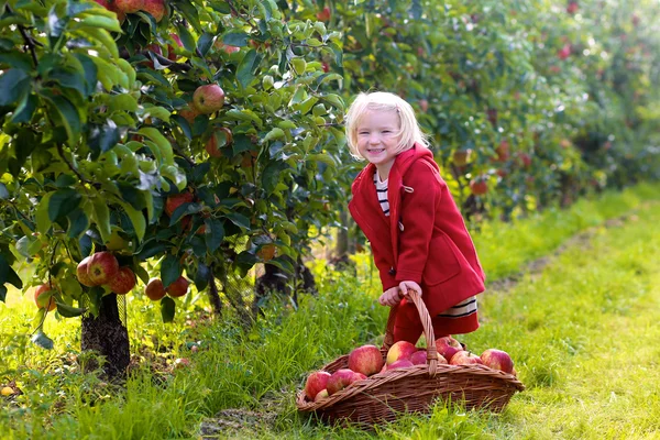 Kleinkind pflückt Äpfel von den Bäumen im Obstgarten — Stockfoto