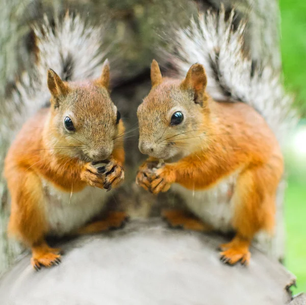 Two Red Squirel Closeup — Stock Photo, Image