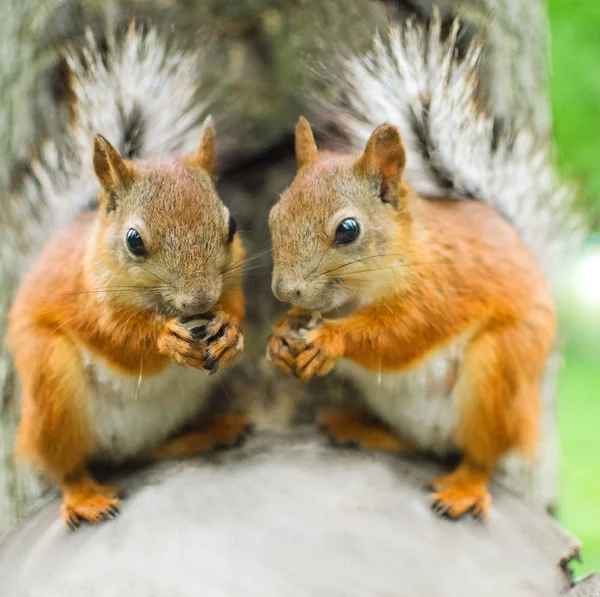 Dvě Červené Squirel Closeup — Stock fotografie