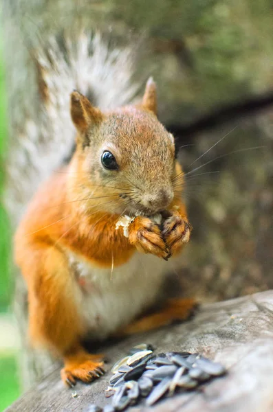 Squirrel Tree Stump Eating Seeds — Stock Photo, Image
