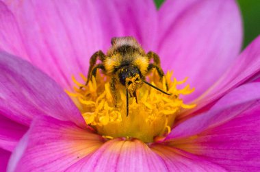 arı polen bir yıldız çiçeği çiçek toplar