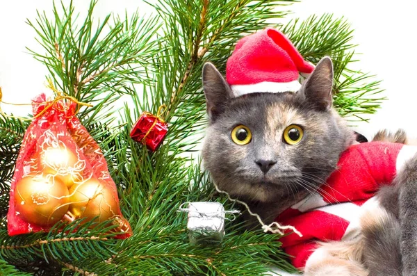 Katze Unterm Weihnachtsbaum Wartet Auf Weihnachten — Stockfoto