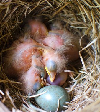 Blackbird civciv yuvadaki uyku