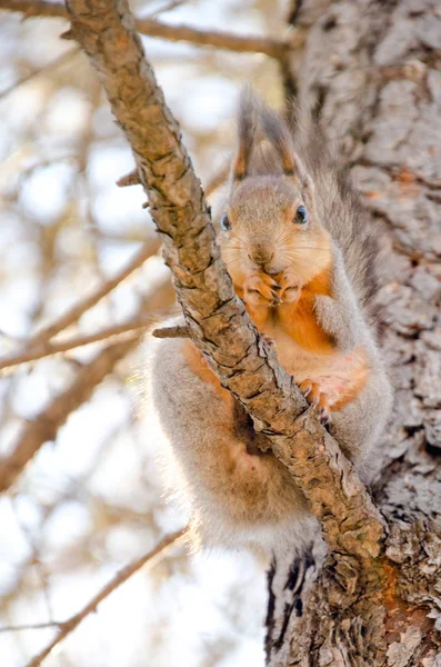 Esquilo Galho Árvore — Fotografia de Stock