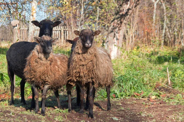 Kudde Schapen Het Platteland Open Weide — Stockfoto