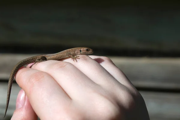 Lizard Sits Arm — Stock Photo, Image