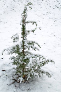 karla kaplı genç ardıç ağacı