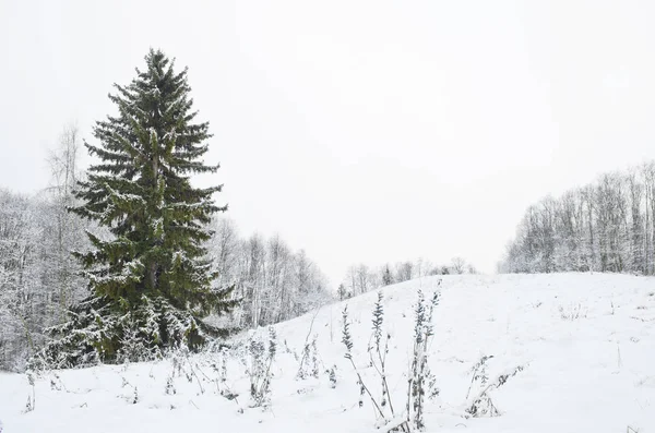 Obrovský Smrk Hill Zimní Krajina — Stock fotografie