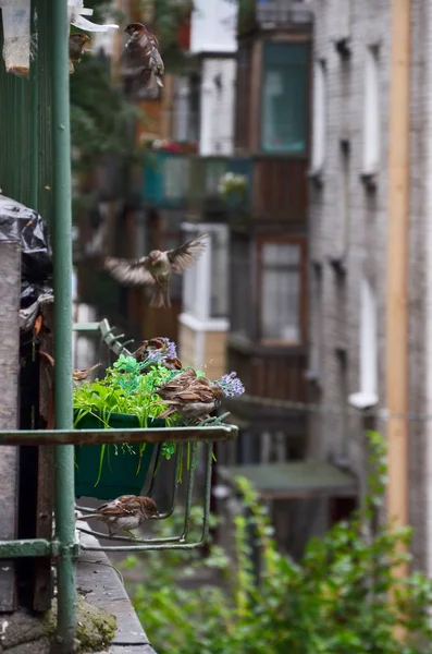 Viele Spatzen Geländer Des Alten Balkons — Stockfoto