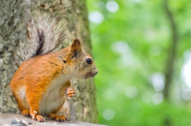 Kızıl sincap ağaç gövdesi yakınındaki
