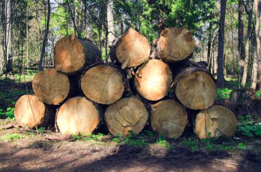 günlüğü içinde kesilen ağaçlar