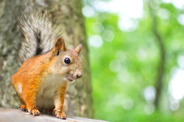 Red Squirrel Tree Trunk — Stock Photo, Image
