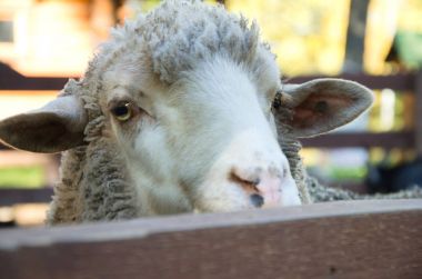 beyaz koyun portresi