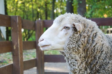 beyaz koyun portresi