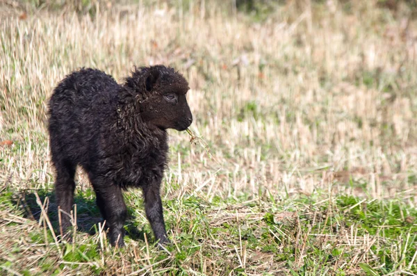 Little black lamb grazing in the field — Stock Photo, Image