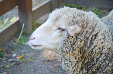 beyaz koyun portresi