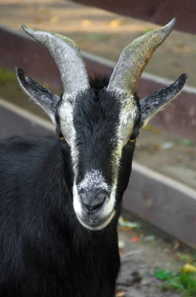 Portrait Black Horned Goat — Stock Photo, Image