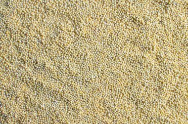 darı taneleri sarı closeup arka plan