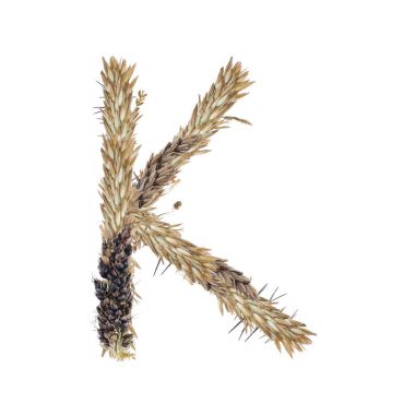 Harf K kurutulmuş sorgum spikelets, çiçek, çimen ve Mısır bıçak izole beyaz arka plan üzerinde