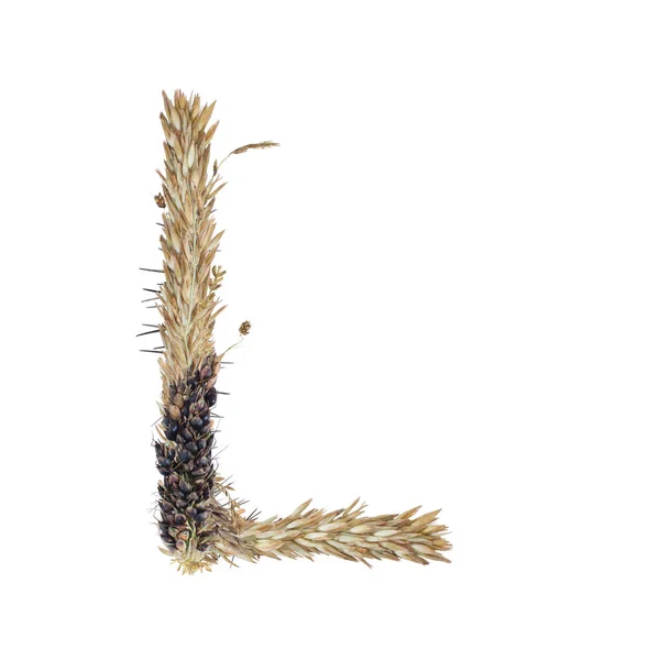 Betű Szárított Cirok Spikelets Fűszálat Kukorica Virágzat Elkülöníteni Fehér Háttér — Stock Fotó