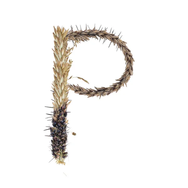 Huruf Dari Spikelet Sorgum Kering Rumput Dan Jagung Bunga Majemuk — Stok Foto