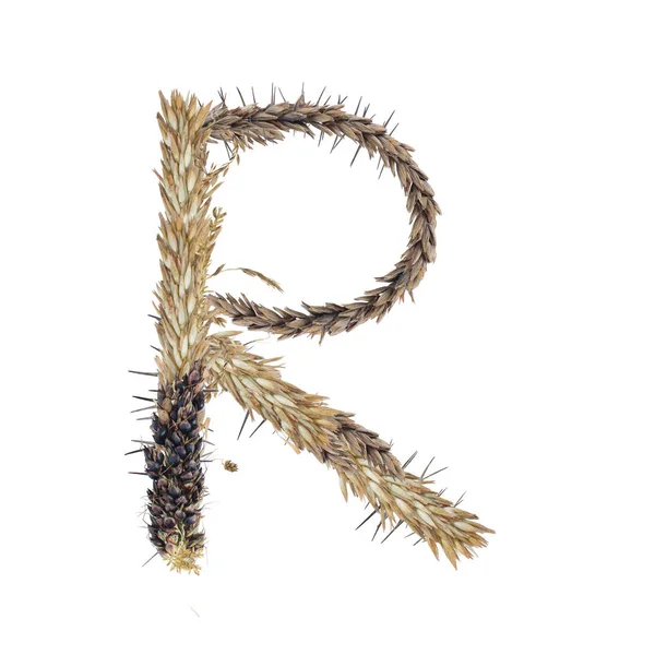 Letter Dried Sorghum Spikelets Blade Grass Corn Inflorescences Isolate White — Stock Photo, Image