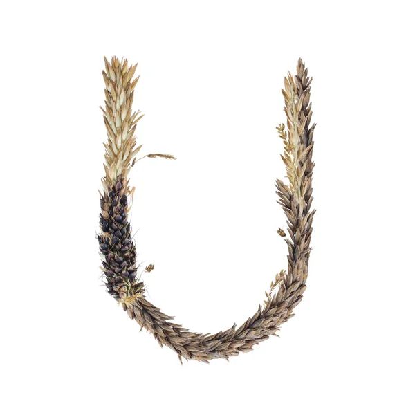 Letter Dried Sorghum Spikelets Blade Grass Corn Inflorescences Isolate White — Stock Photo, Image