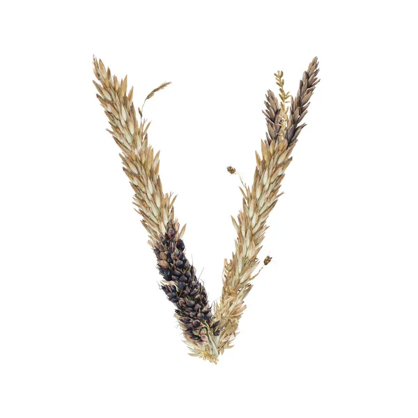 Levél Szárított Cirok Spikelets Fűszálat Kukorica Virágzat Elkülöníteni Fehér Háttér — Stock Fotó