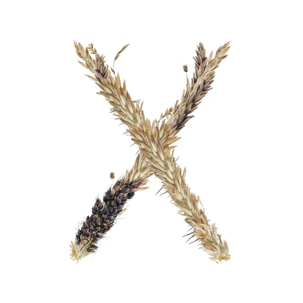 Betűt Szárított Cirok Spikelets Fűszálat Kukorica Virágzat Elkülöníteni Fehér Háttér — Stock Fotó