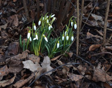 kardelen çiçek bahar orman düşen yapraklar arasında