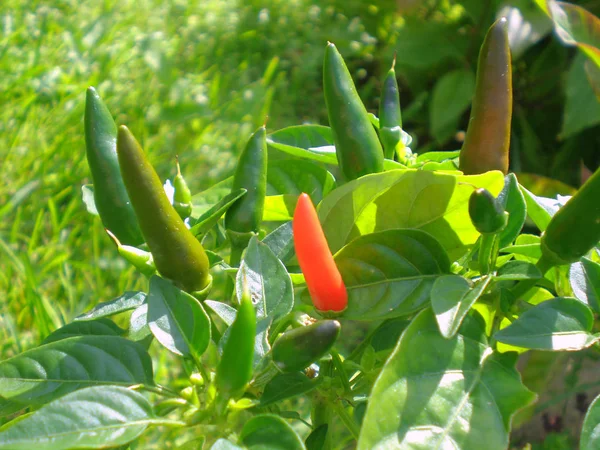 keep up with red and green fruits of hot pepper in the garden