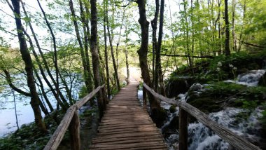 Hırvatistan. Plitvice gölleri. Ormanın içinde ahşap yolu olan ulusal park ve şelaleler.