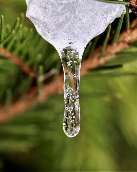 Foto Uma Gota Congelada Água Abeto — Fotografia de Stock