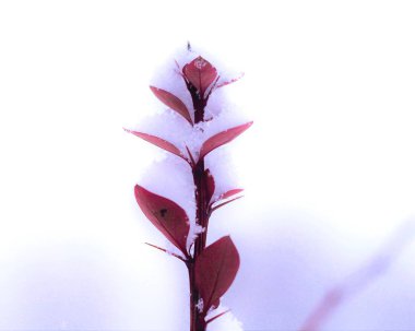 Kırmızı bir dalda taze kar. Beyaz arkaplan