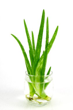 aloe vera yaprağı.