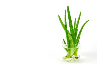 aloe vera yaprağı.