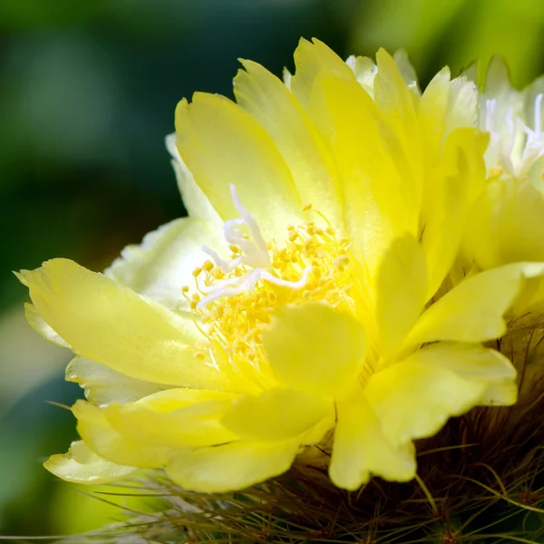 Yellow flowers of cactus. — Stock Photo, Image