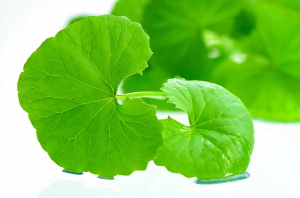 India pennywort otak tonik tanaman herbal . — Stok Foto