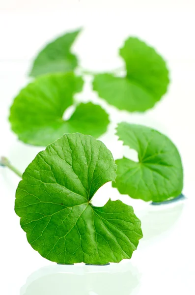 Indio pennywort cerebro tónico planta de hierbas . — Foto de Stock