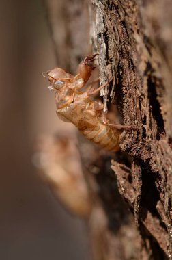 Ağustosböceği Slough çoğu geleneksel Çin tıbbı tarifi kullanımda.