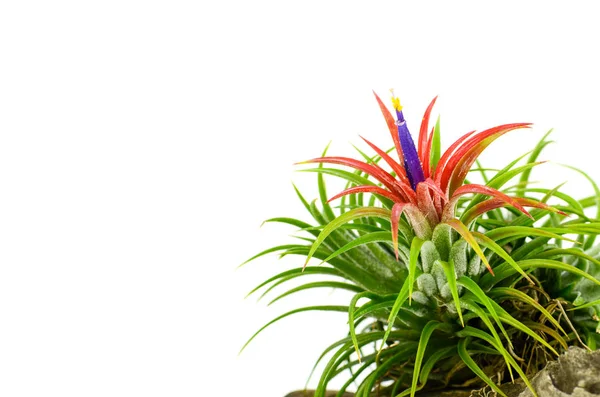 Tillandsia-fehér háttér. — Stock Fotó