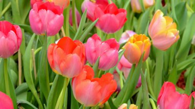 Bahar bahçe çiçeği Lale.