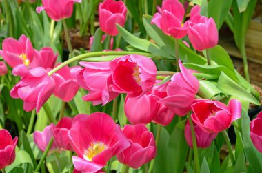 Bahar bahçe çiçeği Lale.