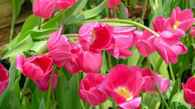 Bahar bahçe çiçeği Lale.